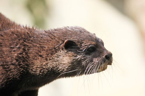 otter zoo animal