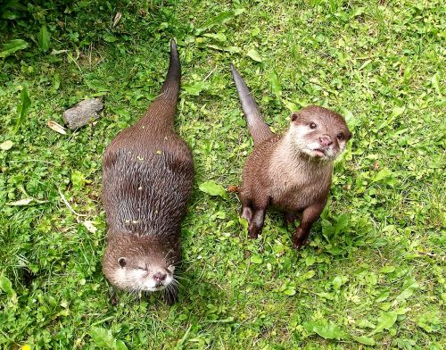 otter furry curious