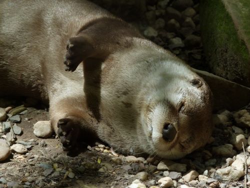 otter sleeping wildlife