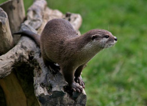 otter mammal nature