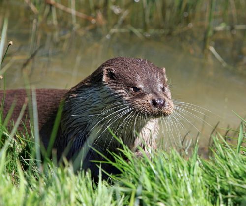 otter animal close-up