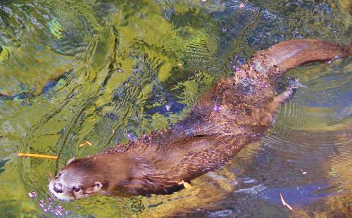 otter water close-up