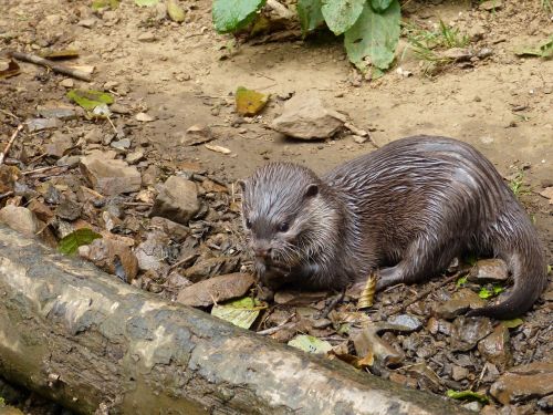 otter water park