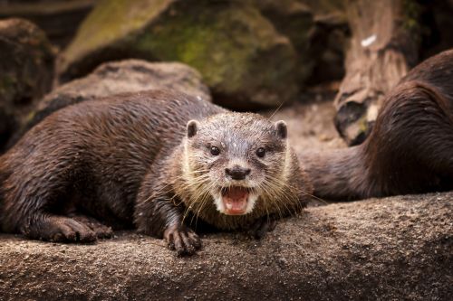 otter animal mammal