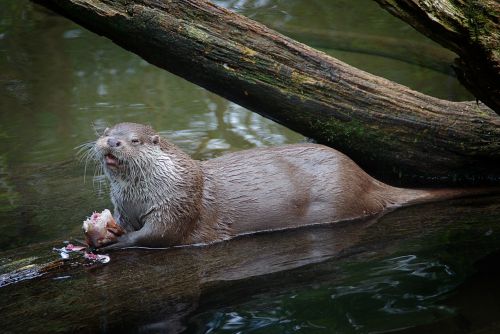 otter animal pond