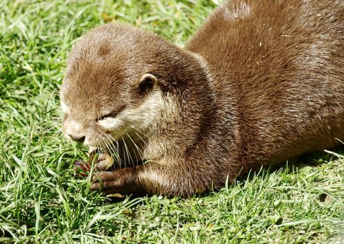 otter eat lutrinae