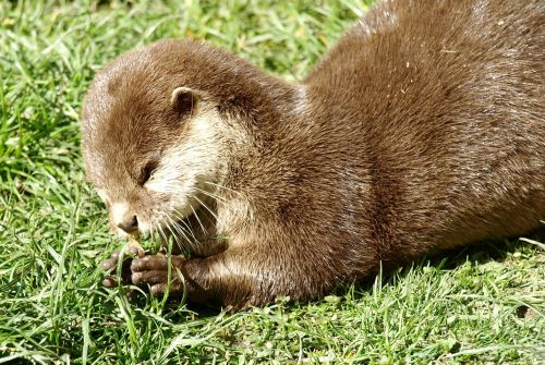 otter eat swimmer