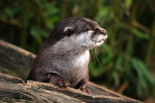 otter close-up whiskers
