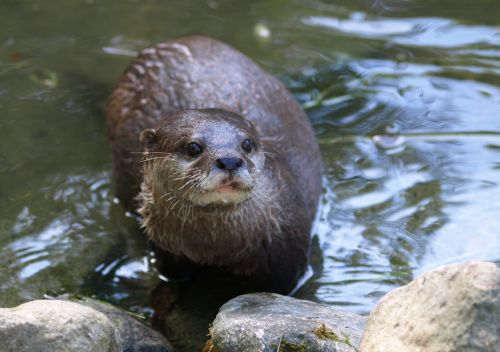 otter swimmer nature