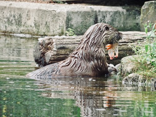 otter  animal  water