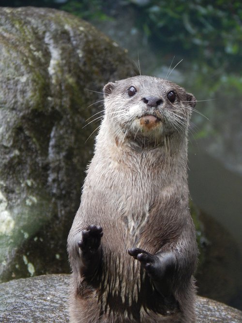 otter  animal  cute
