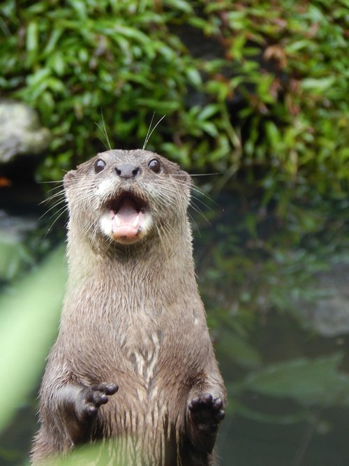 otter  animal  cute