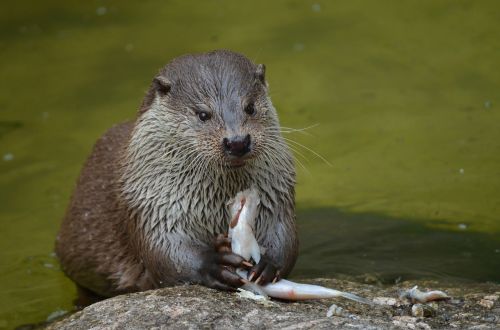 otter feeding eat