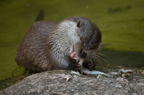 otter eat feeding