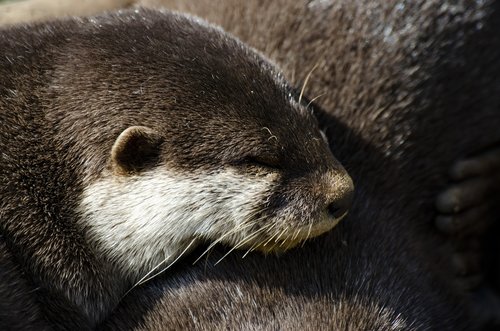 otter  close up otter  otter pile