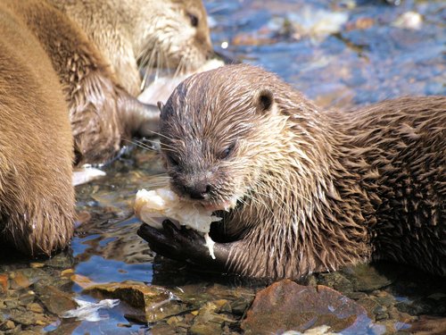 otter  feeding  wildlife