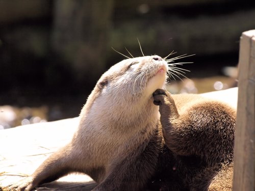 otter  grooming  animal