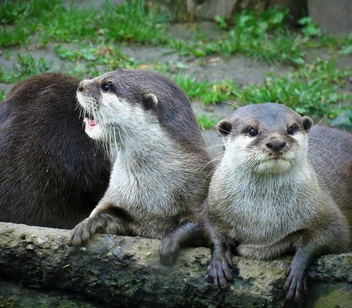 otter  adder  animals