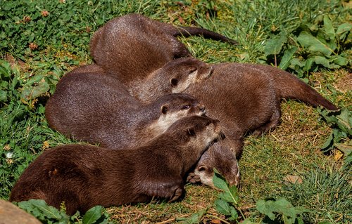 otter  resting otters  rest