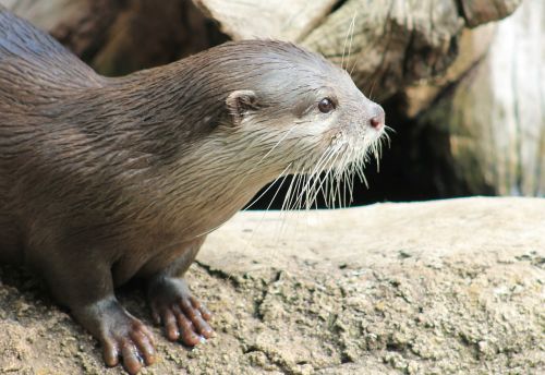 otter animal nature