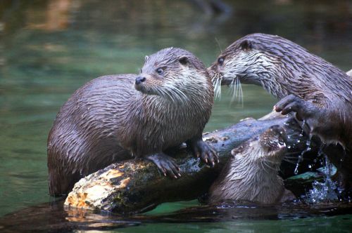 otter animals nature