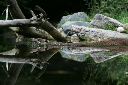 otter water holiday