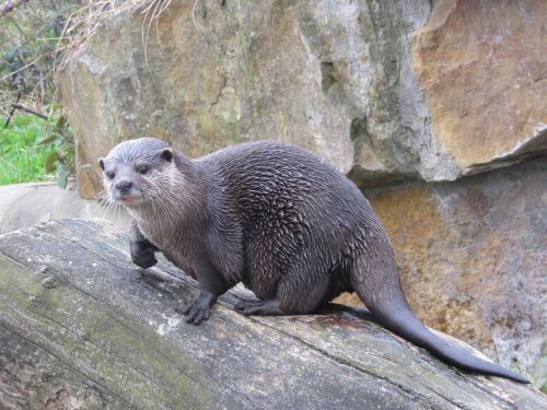 otter wet fur