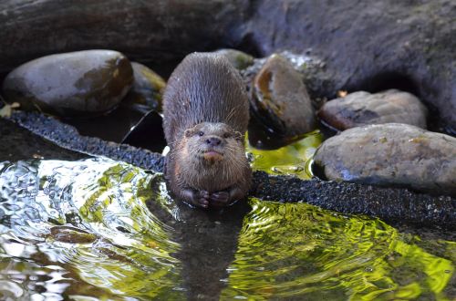 otter zoo sweet