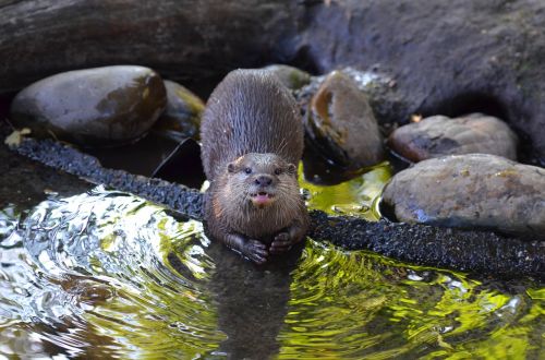 otter zoo sweet