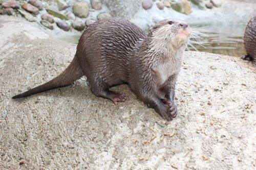 otter animal fur