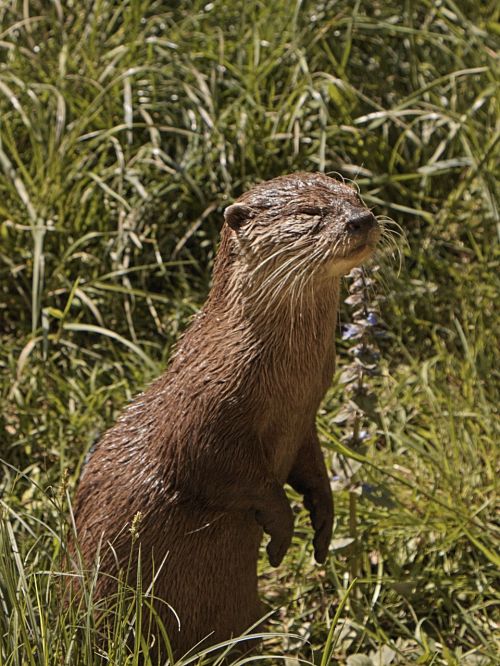 otter head animal