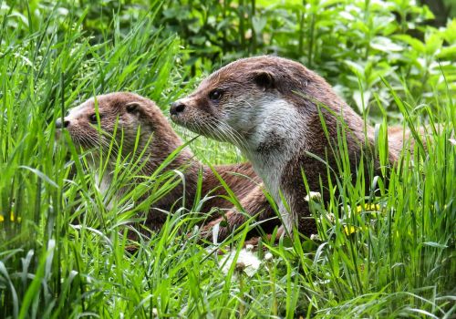 otter animals water