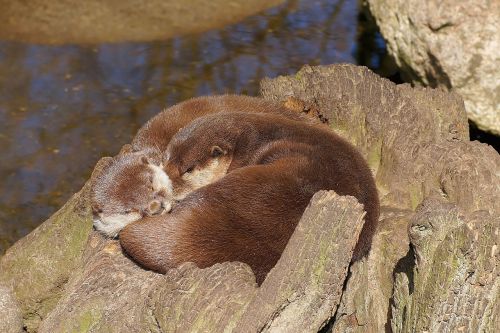 otter swimmer water