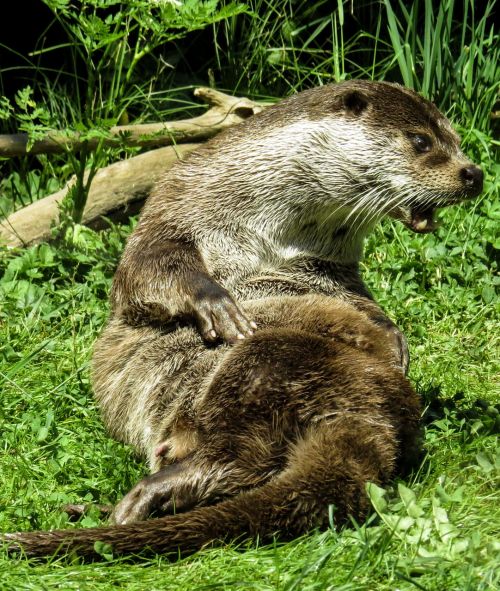 otter wildlife photography fur