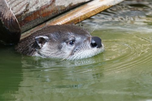 otter water head