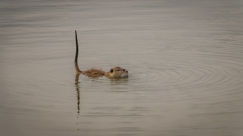 otter laguna animal