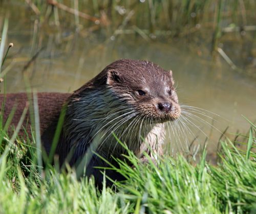 Otter Close-up