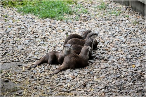 Family Otters 1