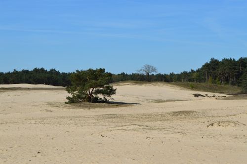 otterlo veluwe sand dunes