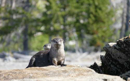 otters wildlife looking
