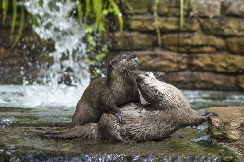 otters otter wildlife