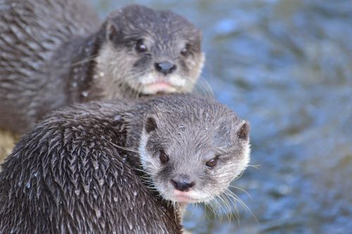 otters water zoo