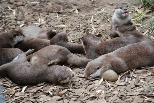 otters otter close-up