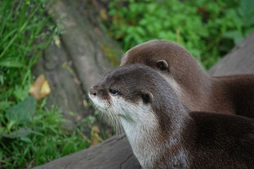 otters close-up head