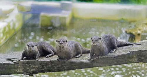 otters  mammals  cute