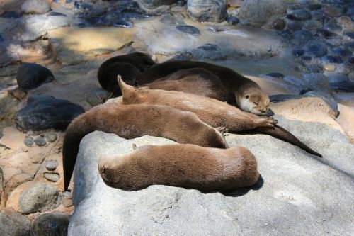 otters animals nap