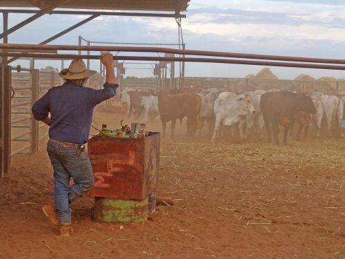 outback cattle drover