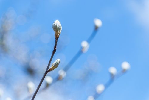 outbreak branch plant