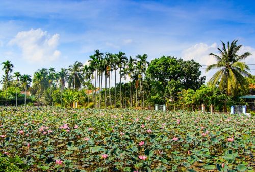 lotus ninh hoa