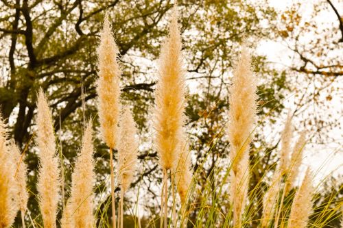 outdoor tree grass